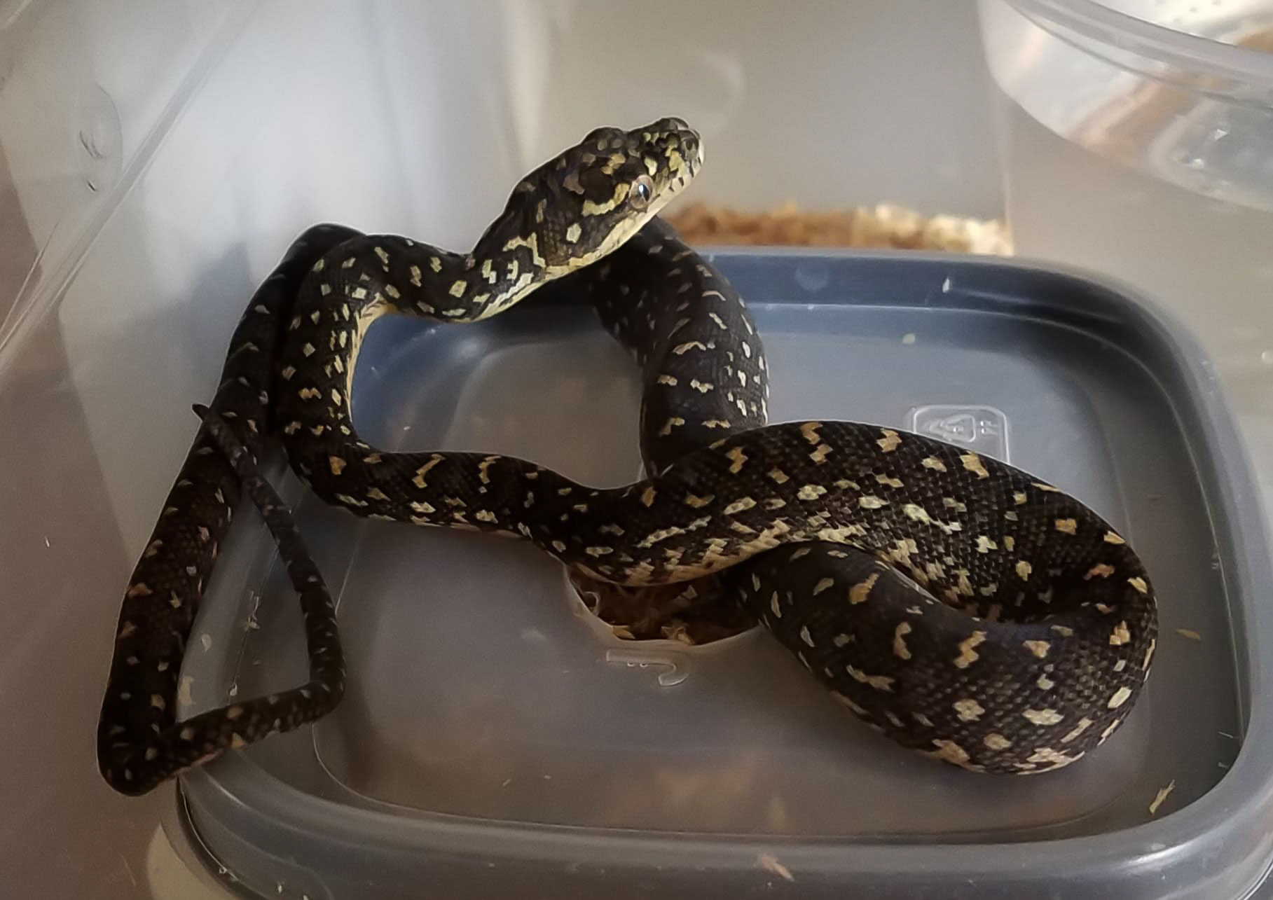 2020, Mystique, pic from breeder